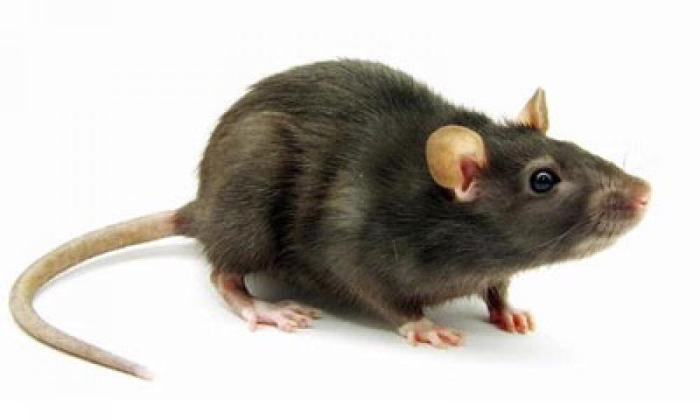 Gara-gara Bangkai Tikus, Dani Dianiaya Tetangga