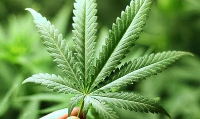 4 Pria Dibekuk Saat Pesta Ganja di Warung