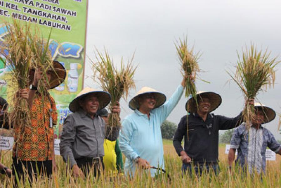 Lahan Pertanian di Medan Mengalami Ancaman Serius