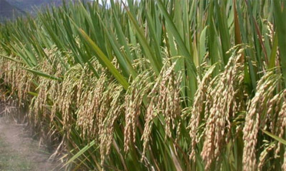 Ribuan Hektar Sawah di Madina Terancam Gagal Panen
