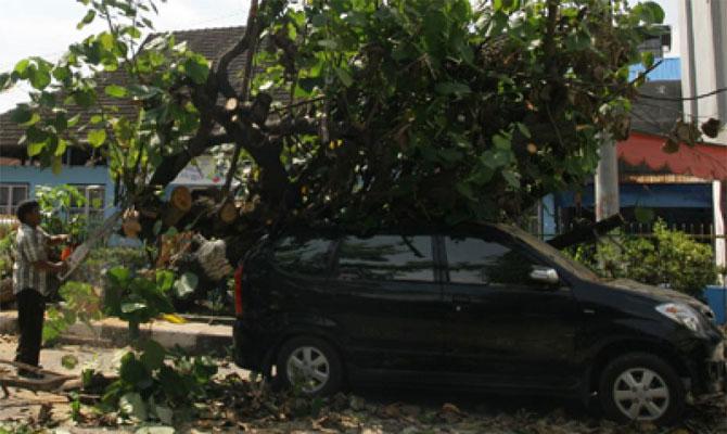 7 Rumah Ditimpa Pohon Tumbang di Medan