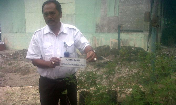 TPL Kembangkan Pembibitan Haminjon dan Andaliman