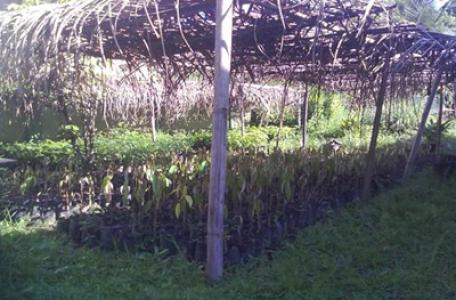 Kodim 0204/DS Bibitkan 18.500 Jenis Pohon Dukung Toba Go Green