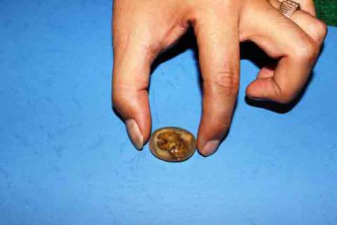 Curi Batu Bacan, Andi Dipukuli di Palladium