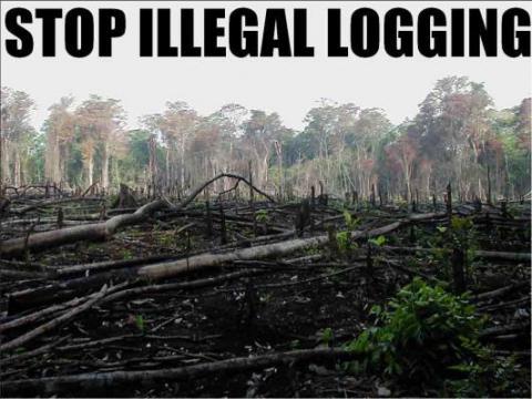 Oknum Marinir Terlibat Illegal Logging di TNGL