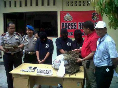 Polsek Helvetia Tangkap 3 Pengedar Ganja di Tembung