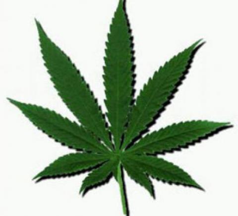 Polsek Tanjung Pura Gagalkan Pengiriman 10 Kg Ganja