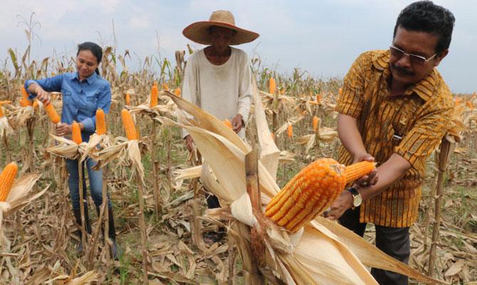 Panen Jagung di Lahan Marjinal