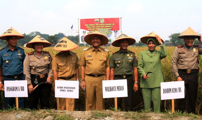 Walikota dan Dandim Medan Panen Perdana Padi Varietas Kartika I-82