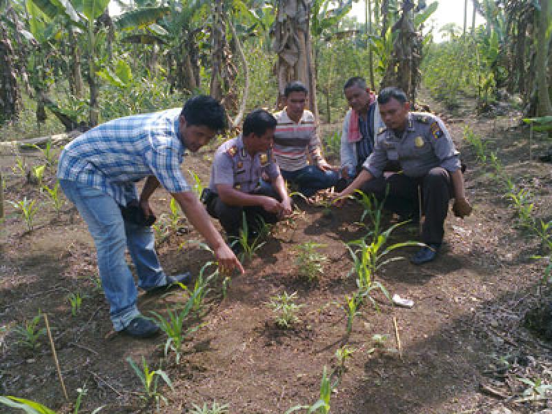 Tanaman Ganja Ditemukan di Areal Eks PTPN II