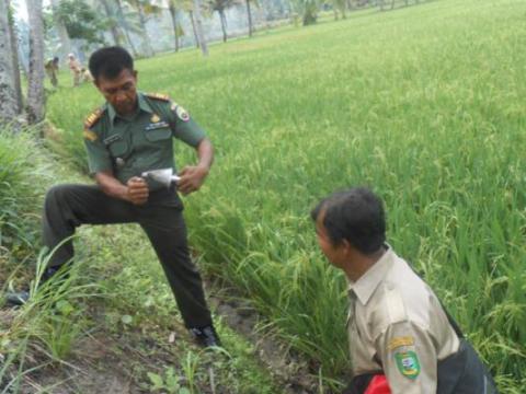 Dinas Pertanian Madina dan Koramil Panyabungan Berburu Hama Tikus