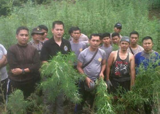 Polres Madina Temukan 10 Ha Ladang Ganja
