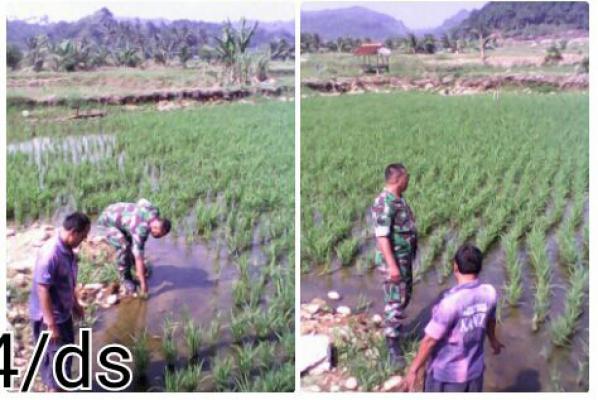 Babinsa Pantau Perkembangan Pertumbuhan Padi