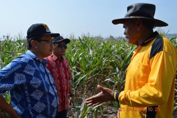 Dinas Pertanian dan Perkebunan Bersama PPL Tinjau Lahan Jagung di Kecamatan Tigabinanga