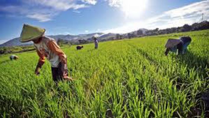 Nilai Tukar Petani Sumut Turun 0,04%