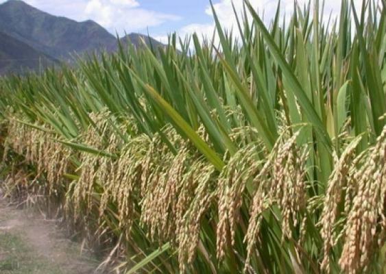 Sumut Lima Besar Lumbung Beras di Indonesia