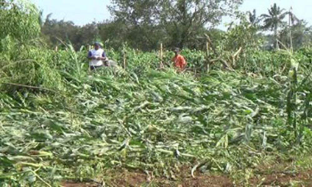 Hektaran Tanaman Warga Rusak Diterjang Puting Beliung di Namorambe