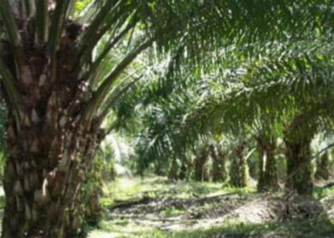 Kejagung Kesulitan Eksekusi Perkebunan Sawit DL Sitorus