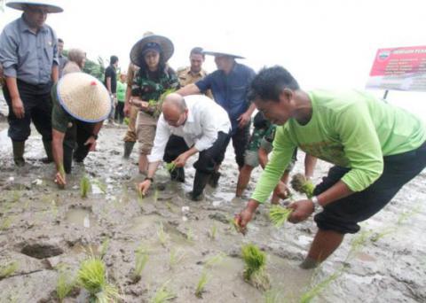 Medan Selayang Dukung Swasembada Pangan