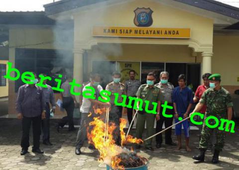 Polsek Delitua Musnahkan 12 Kg Ganja