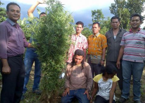 Tanam Ganja, Pemilik dan Pekerja Ladang Kopi Ditangkap