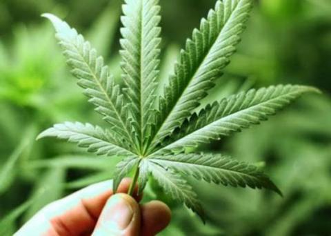 Yonif 123 Rajawali Temukan 20 Ha Ladang Ganja di Madina