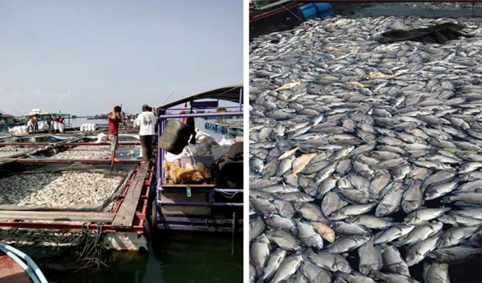 120 Ton Ikan di Danau Toba Mati Mendadak, Petani Rugi Ratusan Juta