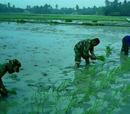 Babinsa Bandar Pulau Bantu Petani Kendalikan Hama Keong Mas