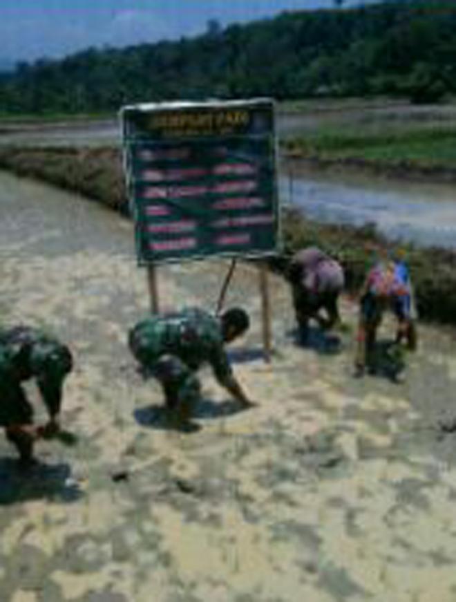 Babinsa Bandar Pulau Turun ke Sawah Bantu Petani Tanam Padi