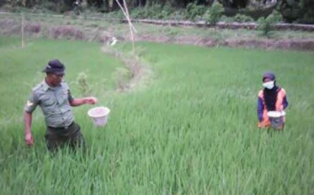 Babinsa Beri Pengawasan dan Pengecekan Pupuk Petani di Tebing Tinggi 