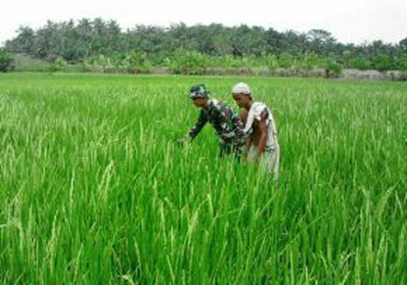 Babinsa Bersihkan Rumput dalam Rangka Perawatan Padi 