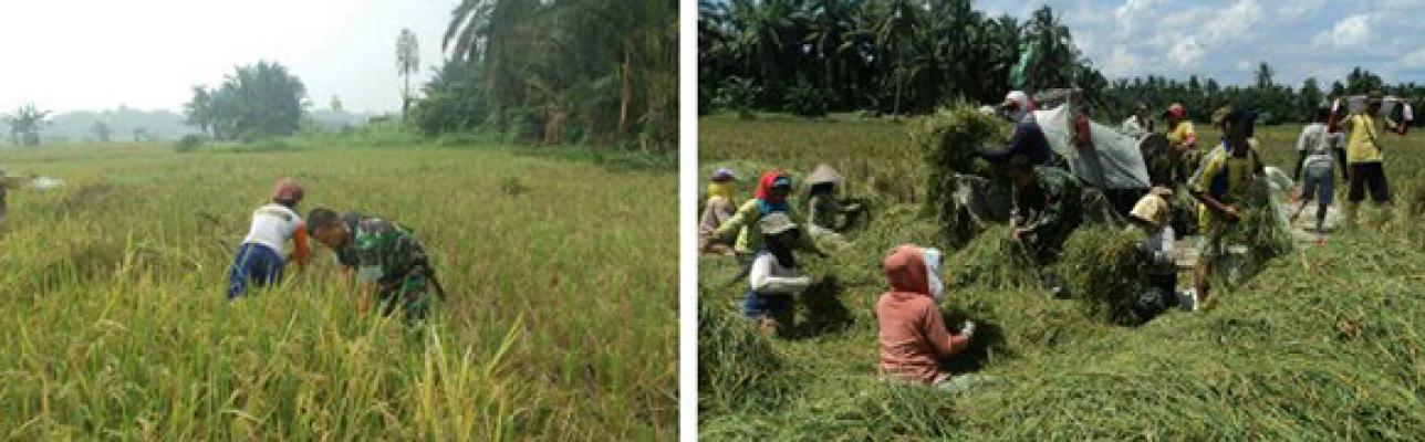 Babinsa Ikut Panen Padi di Kecamatan Ujung Padang