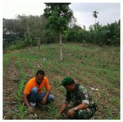 Babinsa Lakukan Pendampingan Petani Jagung di Serdang Bedagai 