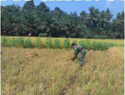 Babinsa Ramil Sicanggang Tinjau Lahan Sawah yang Kekeringan