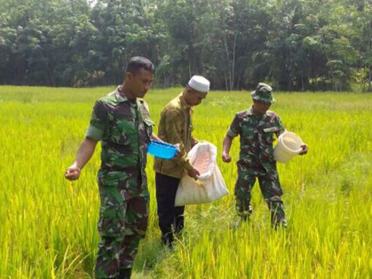 Babinsa Rantau Prapat Pendampingan Pemberian Pupuk