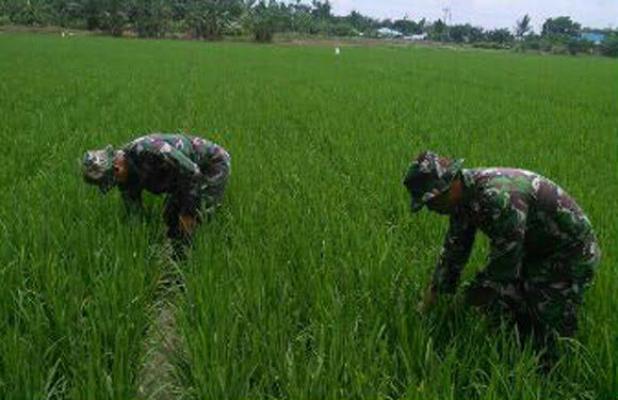 Babinsa dan PPL Kecamatan Medang Deras Bantu Petani Cek Hama Padi
