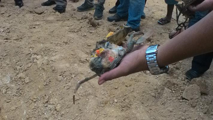 Bea Cukai Gagalkan Penyelundupan 1.906 Ekor Kepiting Bakau Betina Bertelur