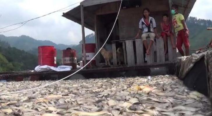 Diskanla Sumut : Tunda Panen Ikan, Membuat Oksigen di Air Danau Toba Berkurang 