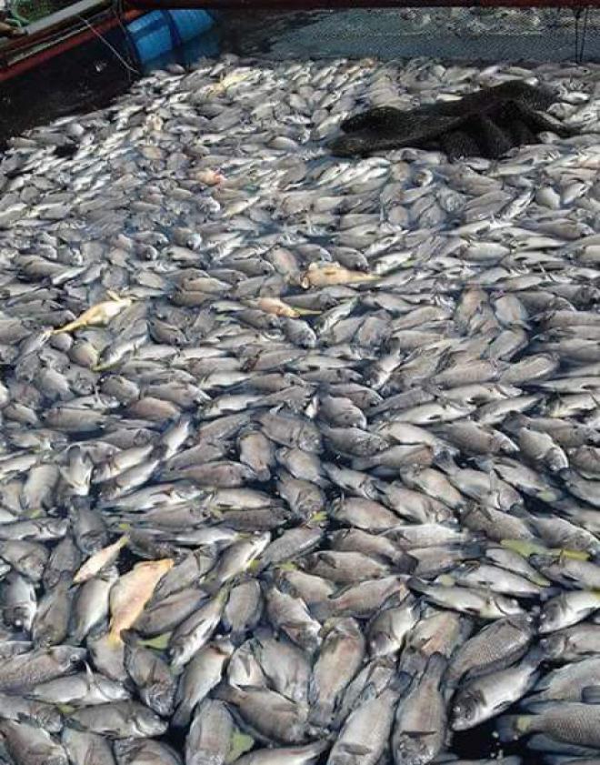 Dugaan Sementara, Kematian 400 Ton Ikan di Danau Toba Akibat Kepadatan