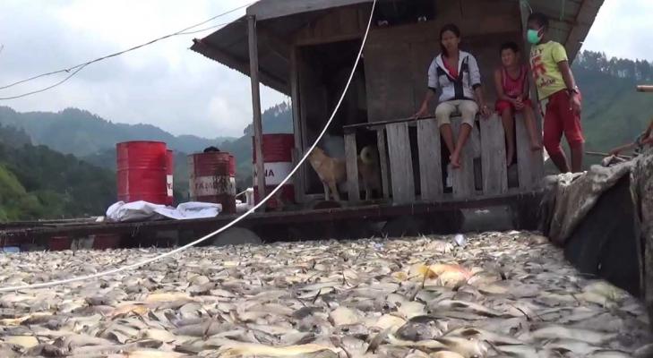 Ikan Mati di Danau Toba Terus Bertambah, Belum Ada Solusi