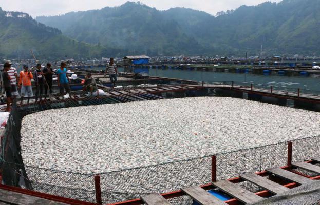 Jumlah Ikan Mati di Kawasan Danau Toba Terus Bertambah