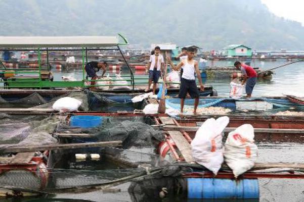 Kematian Ikan di Danau Toba Terus Bertambah, Warga Adakan Gotong Royong