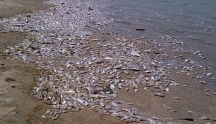 Kematian Ikan di Silalahi Diduga Akibat Kadar Belerang Tinggi 