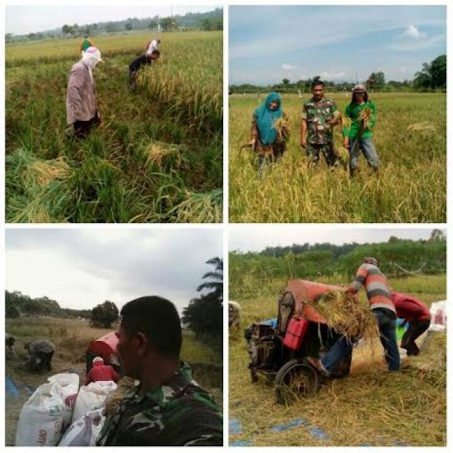 Petani Aek Paing Panen Padi Dibantu Babinsa