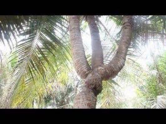 Pohon Kelapa Unik, Tiga Cabang dengan Tiga Rasa Berbeda