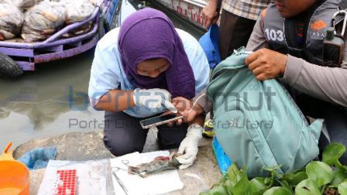 Terkait Matinya Ikan di Danau Toba Sudah Diprediksi BLH Pemprov Sumut 