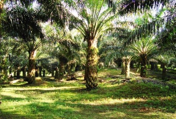 Terkait Permasalahan Sawit, Perhepi Komda Medan Akan Gelar Seminar Tentang Sawit 
