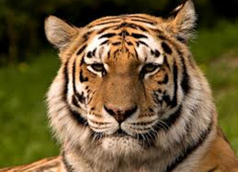 Lagi, Warga Madina Tewas Diterkam Harimau