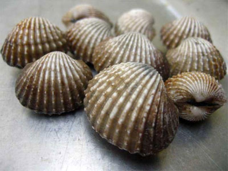 Cangkang Kerang Bisa Bernilai Ekonomis
