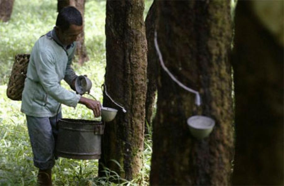 Petani Karet di Madina Semakin Menjerit